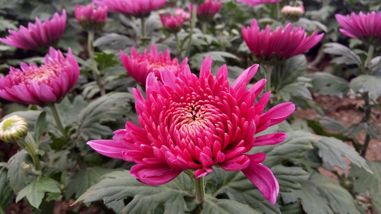 重阳节，登高赏菊，传承孝道与文化的力量之旅