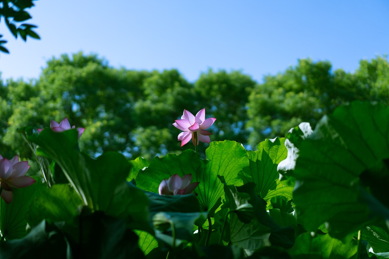 中伏炎热夏季的重要节气解析