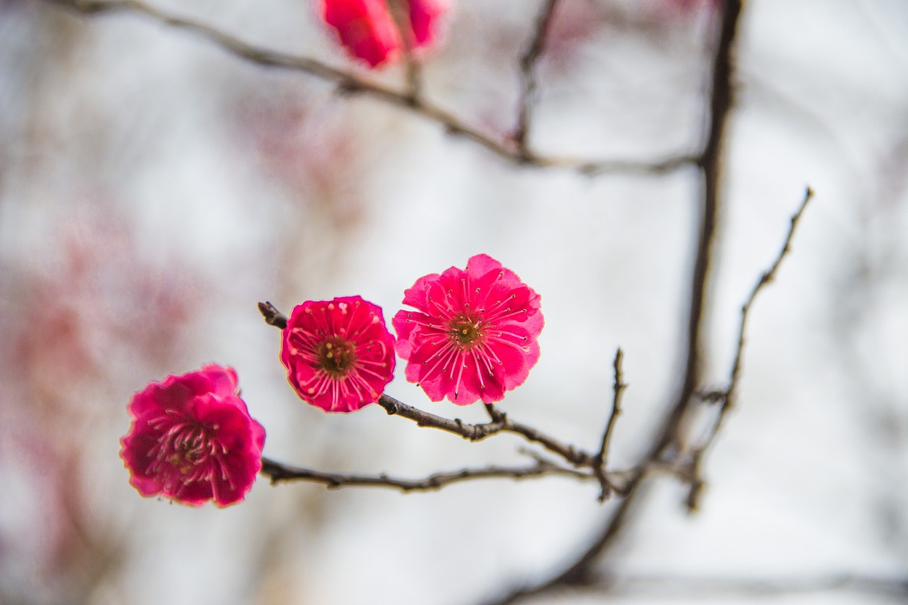 红梅花，傲骨凌霜的美丽传奇之花
